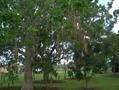 sausage tree